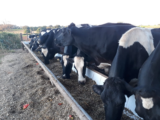 Vacas de alta produção sendo alimentadas após a ordenha