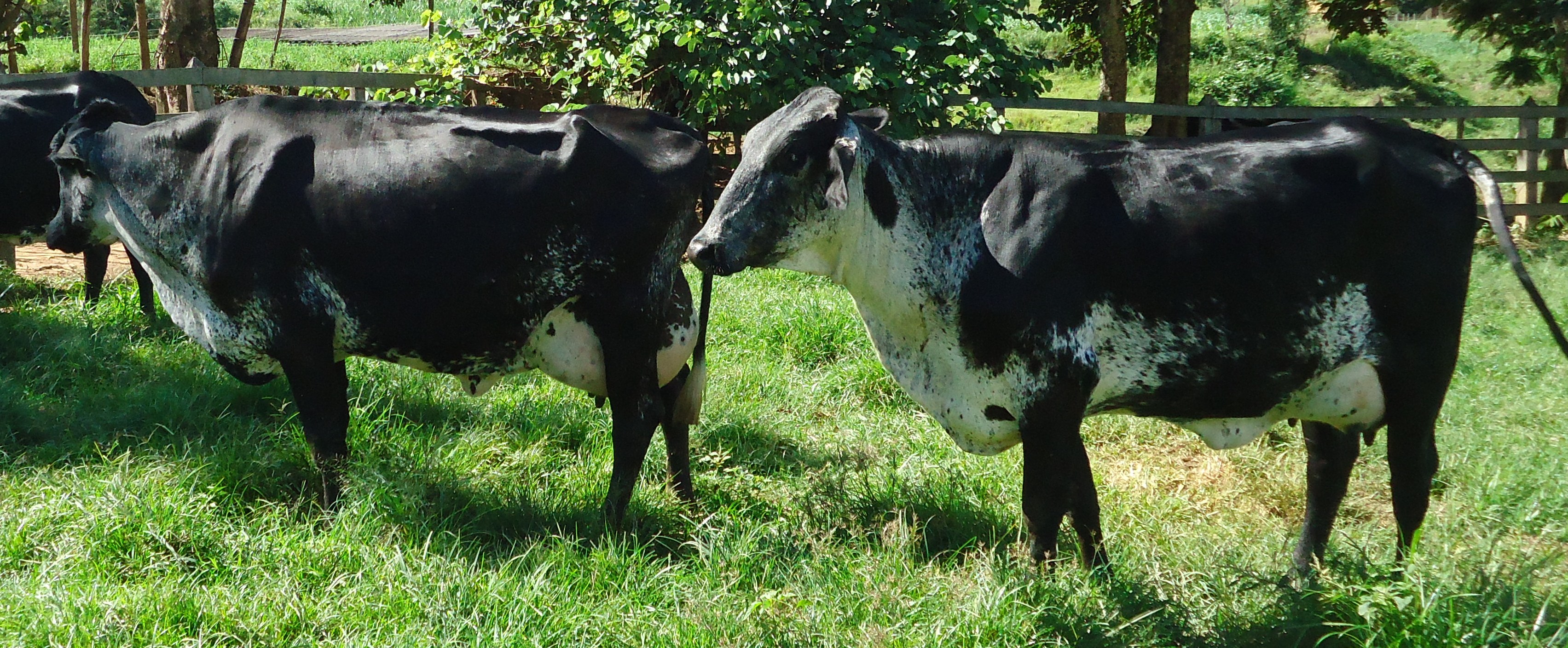 Vacas da raça Girolanda - Programa de Desenvolvimento da Pecuária Leiteira